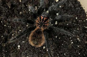 - bird spiders kaufen und verkaufen Photo: Biete Vogelspinnen für Hamm 