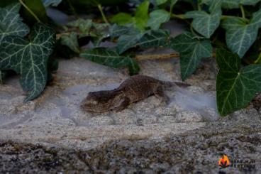 Geckos kaufen und verkaufen Photo: Hamm: Rhacodactylus leachianus, Gekko gecko