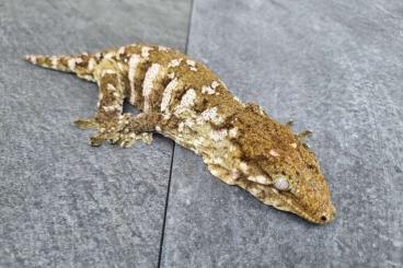 Geckos kaufen und verkaufen Photo: offer various Geckos for the Hamm show