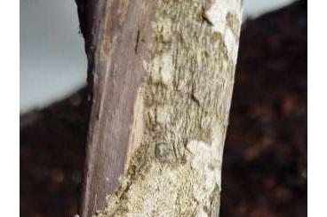 Geckos kaufen und verkaufen Foto: For sale Uroplatus, Aeluroscalabotes 