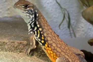 Agama kaufen und verkaufen Photo: Leiolepis rubritaeniata, Schmetterlingsagame