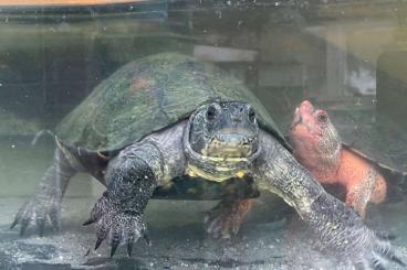 Schildkröten  kaufen und verkaufen Foto: nigricans  red and adulte 1. 0  sacalia quadriocelata