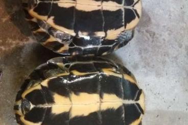 Turtles and Tortoises kaufen und verkaufen Photo: mauremys annamensis  and mutica for hamm