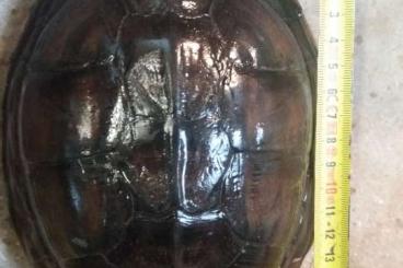 Schildkröten  kaufen und verkaufen Foto: mauremys annamensis  sell or exchange