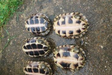Turtles and Tortoises kaufen und verkaufen Photo: mauremys mutica mutica  nc