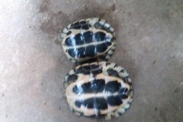 Turtles and Tortoises kaufen und verkaufen Photo: mauremys mauremys form vietnam