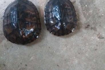 Schildkröten kaufen und verkaufen Foto: mauremys mutica mutica Schildkröten kaufen und verkaufen Foto: mauremys mutica mutica