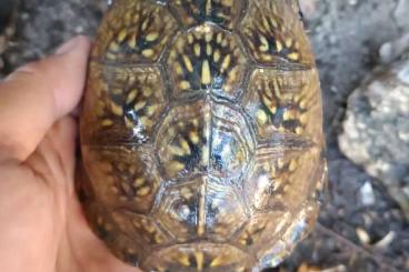 Schildkröten kaufen und verkaufen Photo: Turtles and tortoises Schildkröten kaufen und verkaufen Photo: Turtles and tortoises