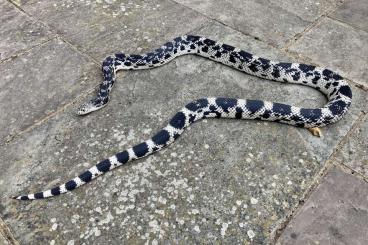 Schlangen kaufen und verkaufen Foto: Pituophis melanoleucus Ocean County, New Jersey Northern Pines
