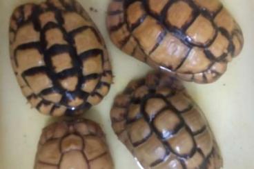 Turtles and Tortoises kaufen und verkaufen Photo: 3.1 Testudo kleinmanni, die Böcke auch einzeln 