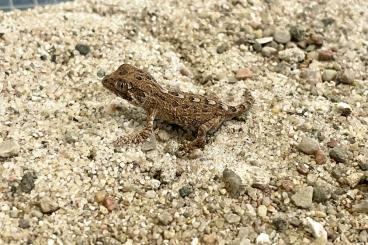 Lizards kaufen und verkaufen Photo: Different geckos for September Hamm