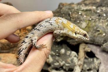 Lizards kaufen und verkaufen Photo: Different reptiles for Hamm this saturday.