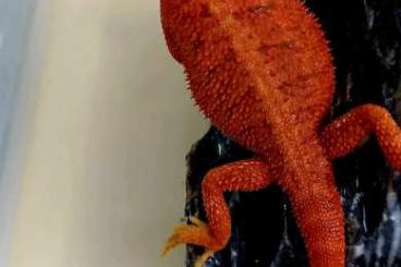 Bearded dragons kaufen und verkaufen Photo: Bartagamen Extreme Red combos / Citrus Tangerine