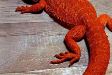 Bearded dragons kaufen und verkaufen Photo: Bartagamen / Pogona Vitticeps Extreme Red Hypo Trans LB Yellow Belly