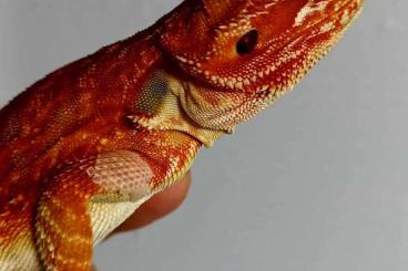 Bearded dragons kaufen und verkaufen Photo: Bartagamen / Pogona Vitticeps Extreme Red Combos