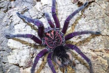 Spiders and Scorpions kaufen und verkaufen Photo: Vogelspinnen, Skorpione, Schwarze Witwen