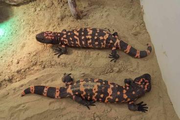 Lizards kaufen und verkaufen Photo: Biete 2.2 Heloderma suspectum cinctum "Utah Blacky" adult