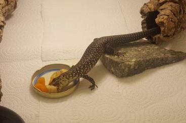 Skinks kaufen und verkaufen Photo: Biete 1.0.1 Egernia kingii 