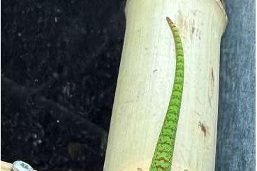 Geckos kaufen und verkaufen Photo: 0.0.2 Phelsuma Grandis High Red NZ 06/24