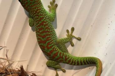 Geckos kaufen und verkaufen Photo: 0.0.3 Phelsuma Grandis High Red NZ 24