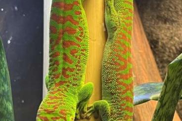 Geckos kaufen und verkaufen Photo: 0.0.1 Phelsuma Grandis High Red NZ 24