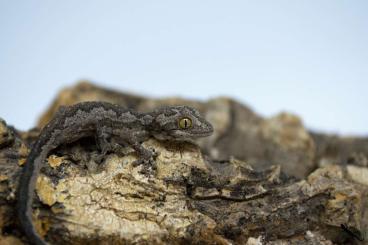 Geckos kaufen und verkaufen Foto: Strophurus, Nephrurus, Oedura 