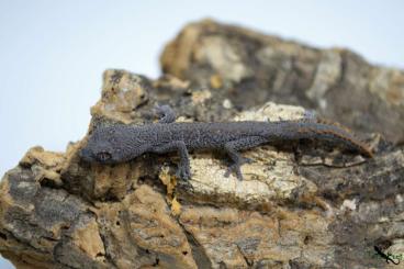 Geckos kaufen und verkaufen Photo: Strophurus, Nephrurus, Oedura 