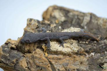 Geckos kaufen und verkaufen Foto: 1.0 Strophurus wellingtonae 