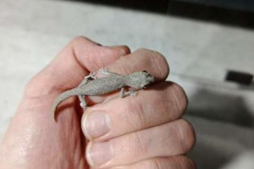 Geckos kaufen und verkaufen Photo: 3.2 Strophurus krisalys CB2024