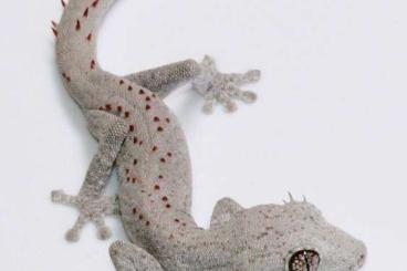 Geckos kaufen und verkaufen Photo: 1.0 Strophurus wellingtonae 