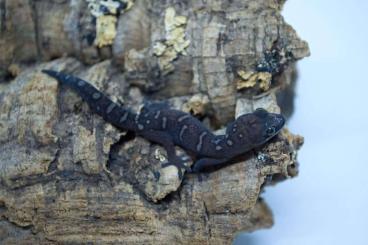 Geckos kaufen und verkaufen Photo: Strophurus, Nephrurus, Oedura 