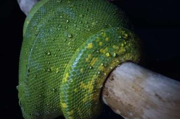 Schlangen kaufen und verkaufen Foto: Morelia viridis Jayapura 1,0