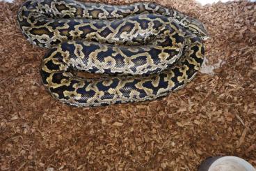 Pythons kaufen und verkaufen Photo: 0.2 100% Pure Progschai proven breeder DISCOUNT