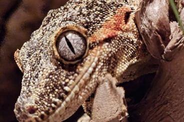 Geckos kaufen und verkaufen Photo: Rhacodactylus auriculatus 1.2 adults