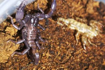 Spiders and Scorpions kaufen und verkaufen Photo: Heterometrus laoticus youngs