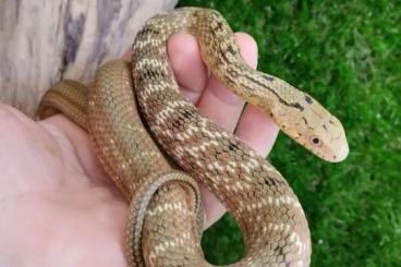 Snakes kaufen und verkaufen Photo: Elaphe quatuorlineata and Elaphe carinata