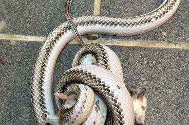 Schlangen kaufen und verkaufen Foto: Pantherophis obsoletus , Zamenis Persicus, pituophis annectens 