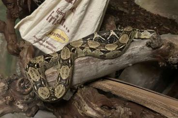 Boas kaufen und verkaufen Foto: Boa constrictor nz 23 ( 1,0 Anery Typ 2 / 0,1 Sharp Albino )