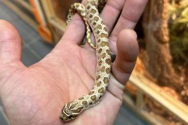 Snakes kaufen und verkaufen Photo: 1,1 heterodon nasicus arctic Conda het. Albino , high red 