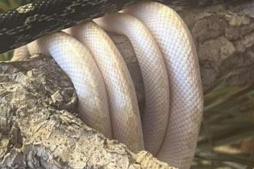 Schlangen kaufen und verkaufen Foto: Pantherophis obsoletus obsoletus white Side Albino 