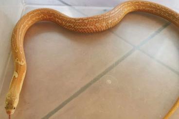 Venomous snakes kaufen und verkaufen Photo: Abzugeben Naja kaouthia Leuzist / t+/t-