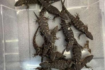 Lizards kaufen und verkaufen Photo: 4.13 Cordylus tropidosternum