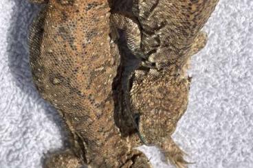 Agama kaufen und verkaufen Photo: 2.1 Xenagama taylori CB21