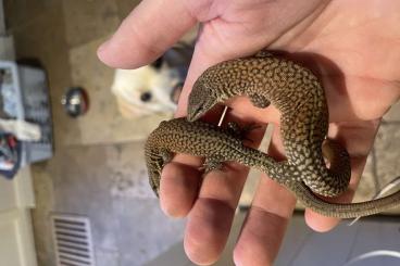 Warane kaufen und verkaufen Foto: 0.0.3 Varanus kingorum CB24