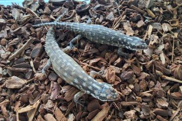 Skinke kaufen und verkaufen Foto: Egernia hosmeri                         