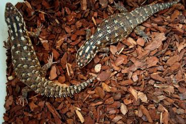 Skinks kaufen und verkaufen Photo: Egernia hosmeri                         