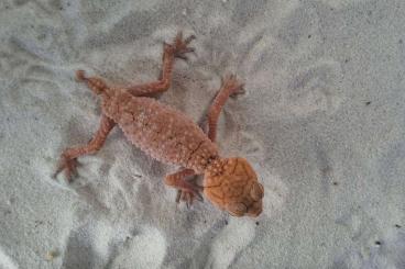 Geckos kaufen und verkaufen Foto: Nephrurus Amyae            