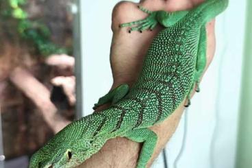Monitor lizards kaufen und verkaufen Photo: Varanus Prasinus Sorong, male CB 10.2023