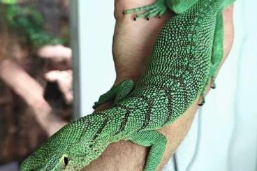 Warane kaufen und verkaufen Foto: Varanus prasinus sorong, male CB 10/2023