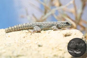 Geckos kaufen und verkaufen Photo: Pristurus rupestris "Saiq Plateau"